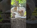ক্ষুধার্ত প্রাণীকে অন্ন দেওয়া বড় পুণ্যের কাজ।#Blessings #AnimalAid #GoodDeed 🐕 💖🥹🙏😻🌸