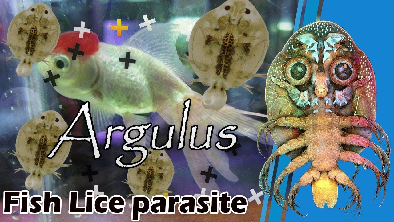 argulus paraziták