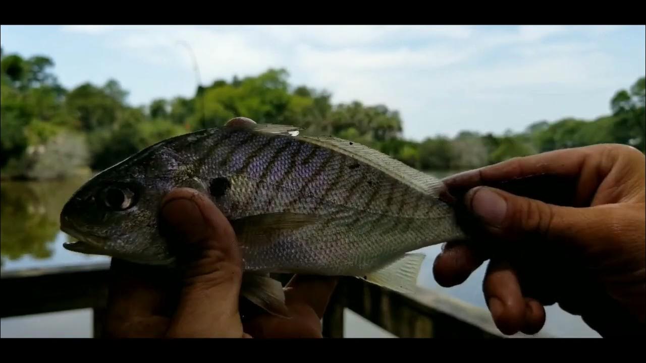 Canvasback Fishing Pond is the best spot on Kiawah Island YouTube