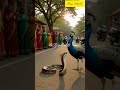 The Peacock and the Cobra – A Village Standoff at Golden Hour