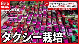 【タイ】コロナ禍で不使用のタクシー”畑”として活用【海外コロナ情報】