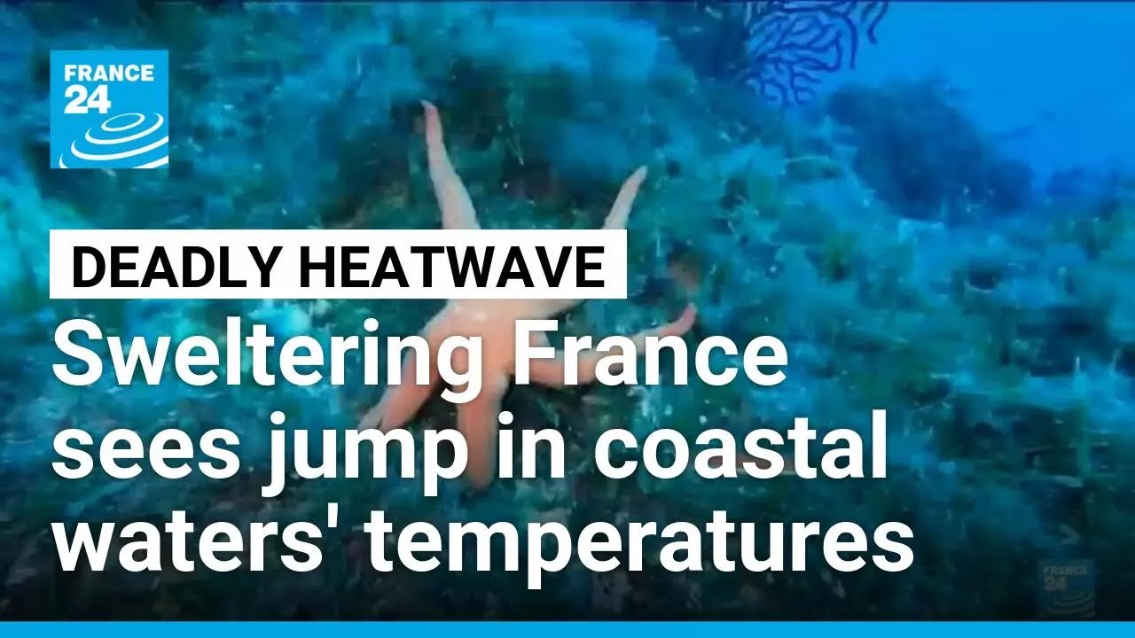 Sweltering France sees jump in coastal waters' temperatures • FRANCE 24 English
