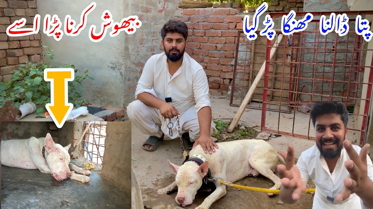 Zalim Gultair Ko Behosh Karna Para Ajj😳