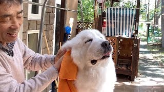 ブラッシングでうっとりするルンルンです　Great Pyrenees　グレートピレニーズ