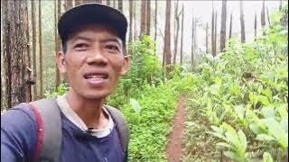 Mulai maneh nyambut gawe ning alas pemirsa.wes meh sewulan gak methel rasane koyo kangen. @masrenno 