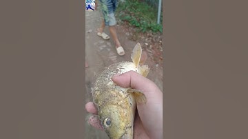 Câu cá cá chép giật giật, câu cá giải trí ngày ồn sao kê