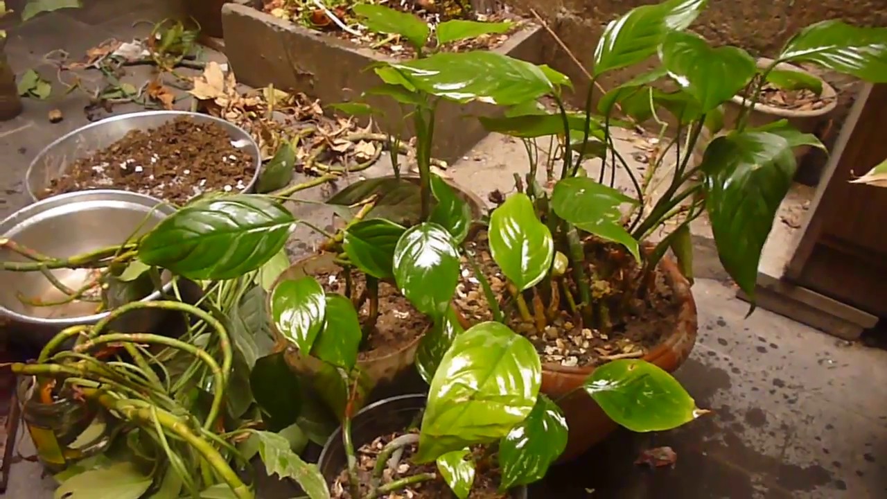 طريقة اكثار نبات الزينة ورقة الليمون