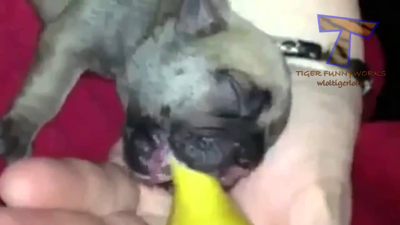 Funny baby animals drinking milk