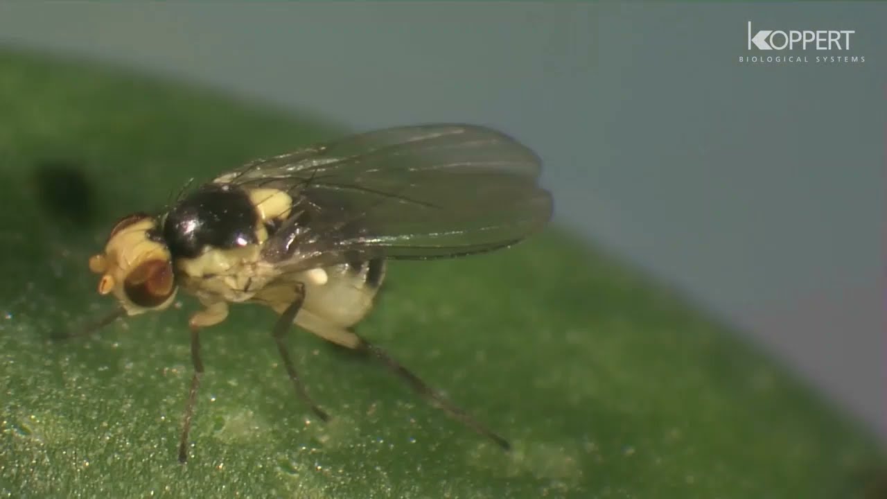The life cycle of leaf miner