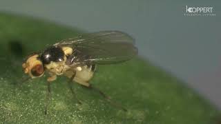 The life cycle of leaf miner