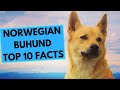 Norwegian Buhund - TOP 10 Interesting Facts の動画、YouTube動画。