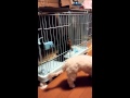 子犬ヨークシャーテリア『行かないで~』(笑)