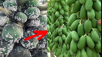 Cách mới loại bỏ rệp sáp trên cây đu đủ nhanh an toàn hiệu quả