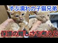 保護したずぶ濡れの子猫の命のバトンを受け取りました〜保護の難しさを一緒に考える〜