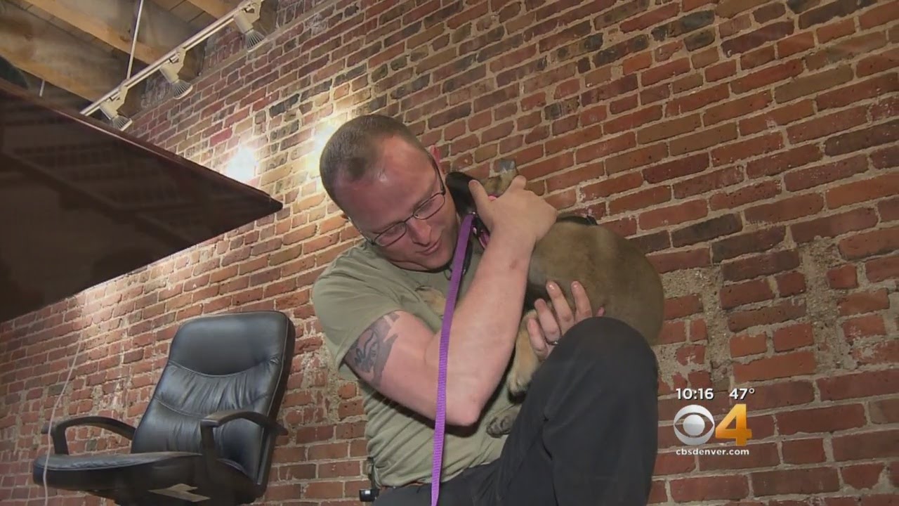 Dogs Becoming Popular For Helping Vets With PTSD