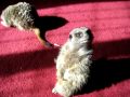 Meerkats in sun main.AVI