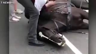 Carriage driver kicks exhausted horse in the head after it collapses on busy road