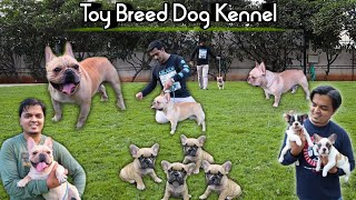 Toy Breed Dog Kennel In Maharashtra | Import Bloodline French Bulldog @Sky Pets Pune