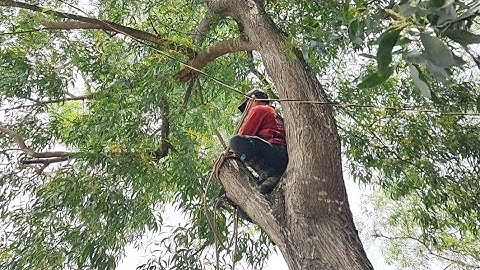 Cưa  cây  tràm  bông  vàng  siêu  to, Gần dây điện ,Cưa  cây  kỷ  thuật  cao