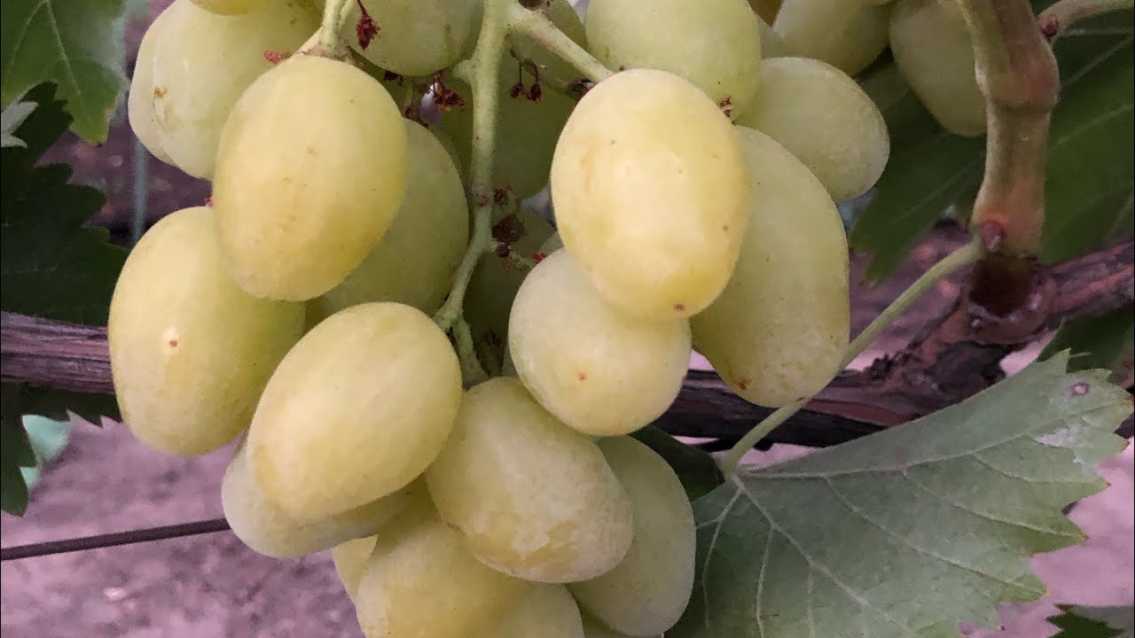 Мускат Дубовський - смачнющий красивий виноград 16.08.25р.