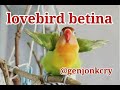 Panggilan lovebird betina bikin jantan ngamuk