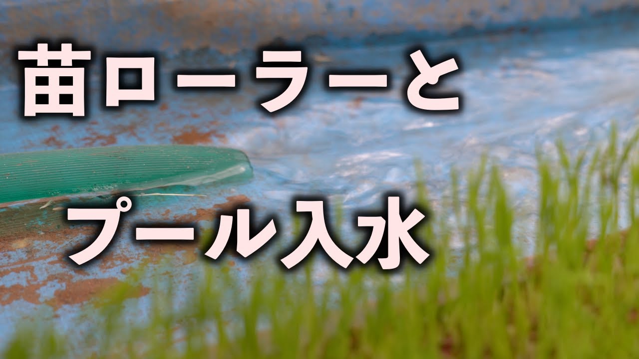 苗踏みローラー１回目はこのやり方でどう？