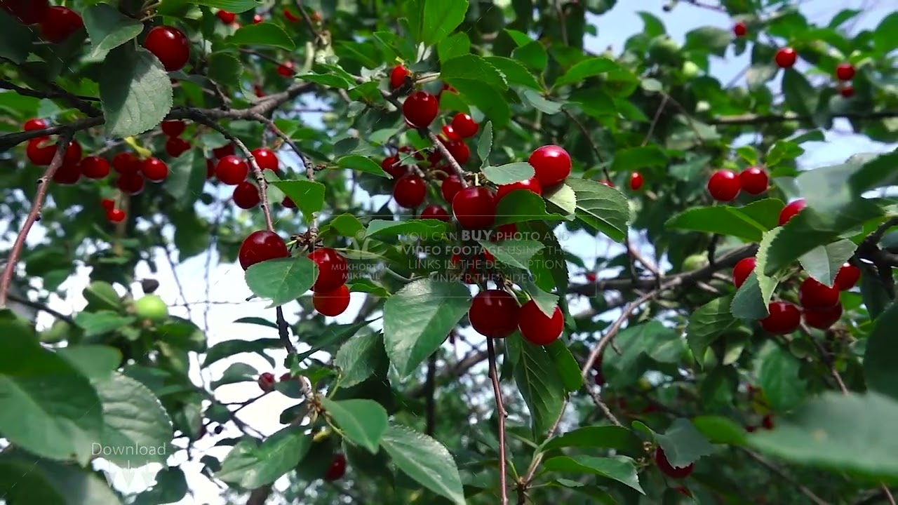 Stock footage / Cherry growing on a tree