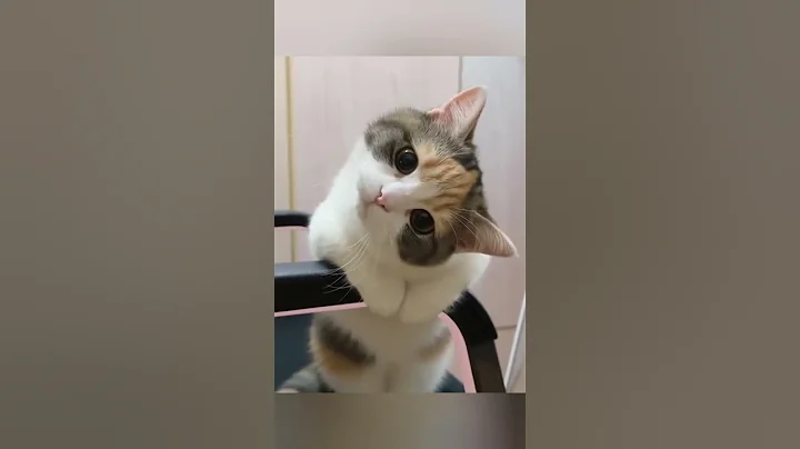 Video 11891571: catlover cats kittycat, funnycats catlove kittycat, kitty catlover funnycats, kitty catlover cats funny, cat kitten cute funny, kittens pure