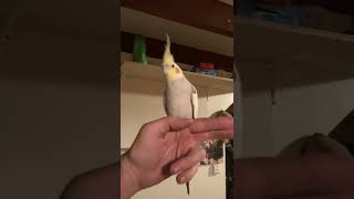 Cockatiel flies to dad now. #cockatiel #angelbaby