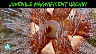 Bonaire Dive Highlights - Magnificent Urchin Bonaire Dive Highlights - Magnificent Urchin