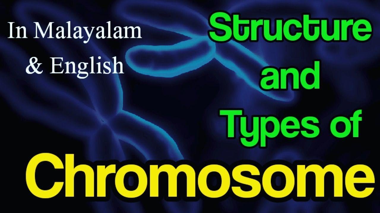 Chromosome - Structure and Types 🧬  | 