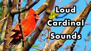 What Does a Cardinal Sound Like When They Sing?  Northern Cardinal Sounds and Calls  Sound Effects
