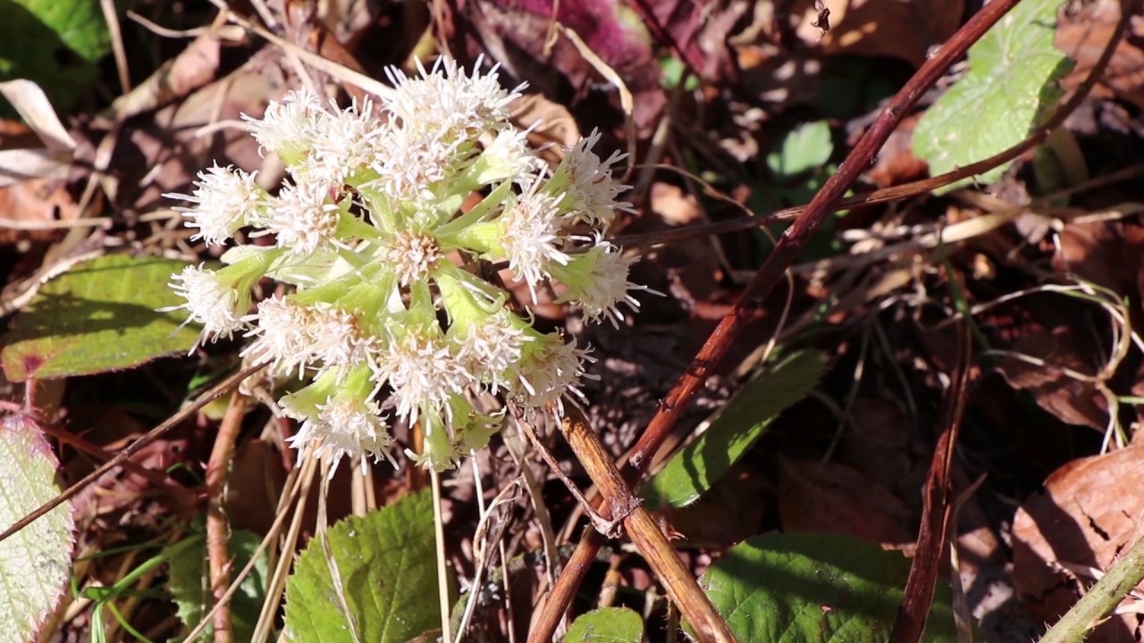 Sumpfdotterblume, Pestwurz & Co. Frühblüher im Nationalpark Bayerischer Wald YouTube Sumpfdotterblume, Pestwurz & Co. Frühblüher im Nationalpark Bayerischer Wald YouTube