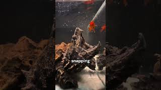 5 Animals That Hunt Without Moving | Amazing Animal Facts