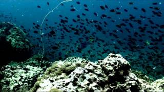MARINE PARK 25 June 2012 Underwater video