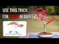 Develop great nebari  |  Bonsai repotting  |  Japanese Maple deshojo