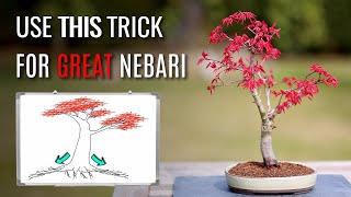 Develop great nebari  |  Bonsai repotting  |  Japanese Maple deshojo