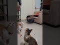 LIFE Cat Life 🐾 | Daily Cute, Funny, Naughty & Loving Cat Moments | Relaxing Cozy Vibes