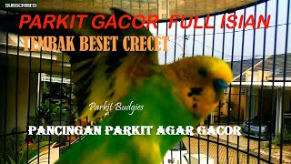 Download Lagu PARKIT GACOR ! FULL ISIAN LOVEBIRD KENARI GEREJA CUNGKOK - BURUNG MASTERAN / Budgie Parakeet MP3