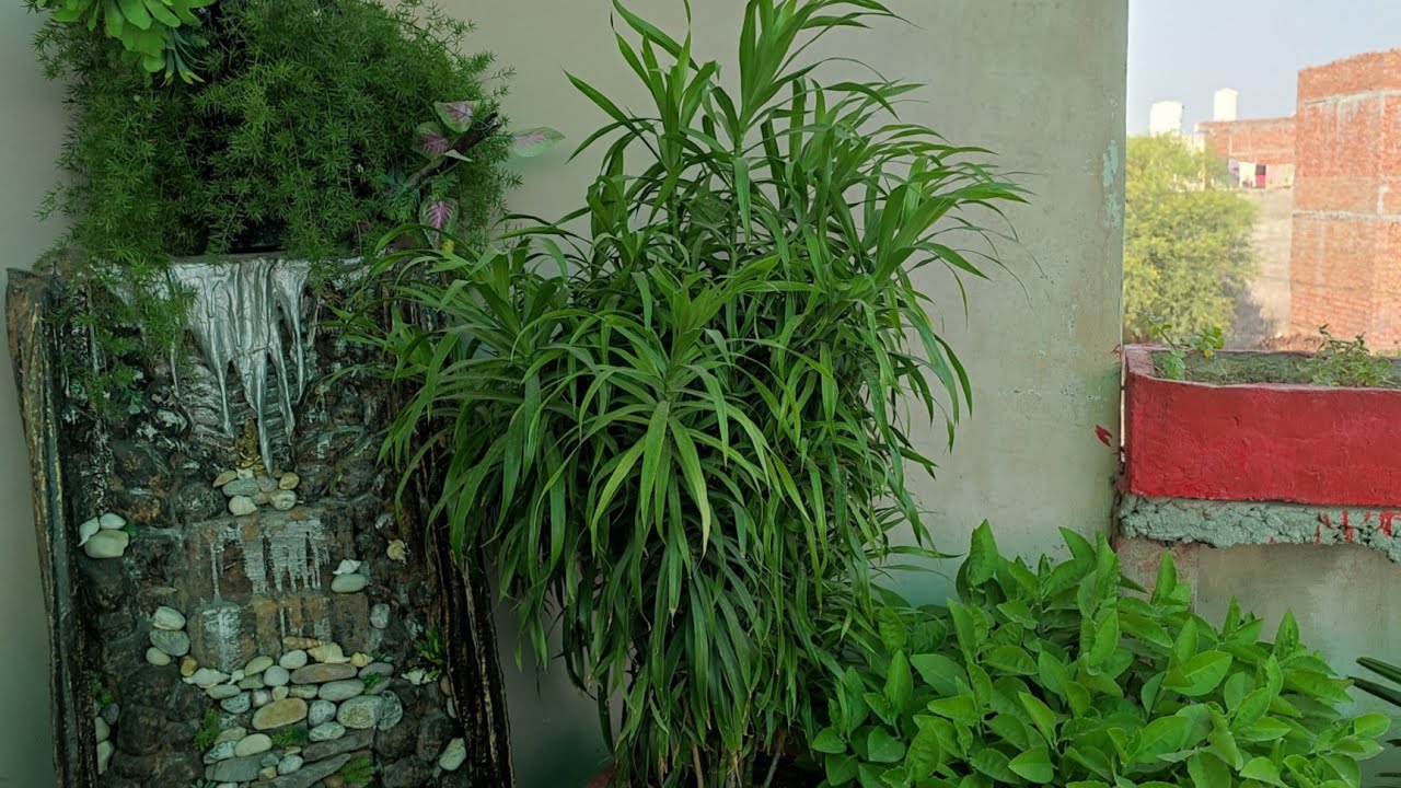 Dracaena plant | dracaena plant care | dracaena plant care in hindi