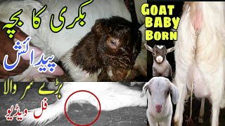 Big Head Baby Goat Birth | Kamoori Nasal Bakri ka Bacha Ki Padaish 25 December 2021