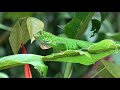 Manuel Antonio NP, Costa Rica 4K