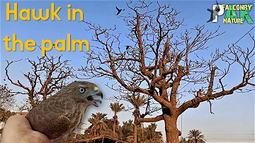 Hawk in the Palm, Beautiful Fields & Hunting Against Crow Guards System