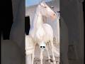 POV: You Found the Rarest Horse on Earth 😳🐎 #shortvideo