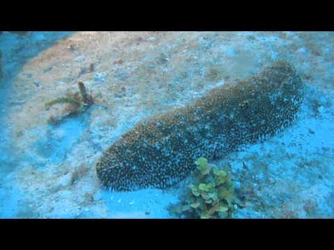 Pepino / Sea