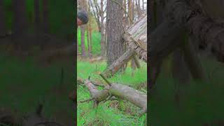 Kirin Bushcraft #bushcraft #build #camp #camping #survival #outdoor #outdoors #viral