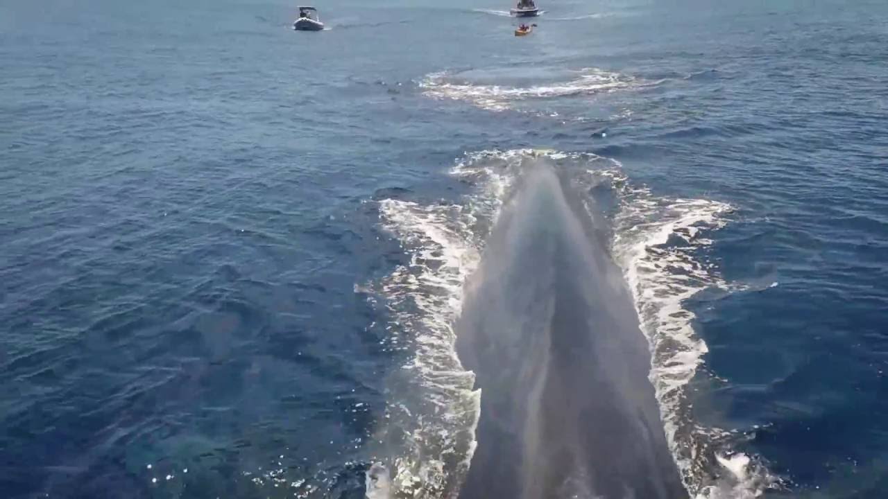 Swimming with Blue Whales in #SriLanka | https://www.facebook.com/Rechargetours/