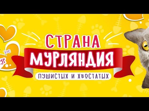 Мурляндия. экзотические породы кошек #ульяновск #мурляндия #кошки #экзотика #сфинкс