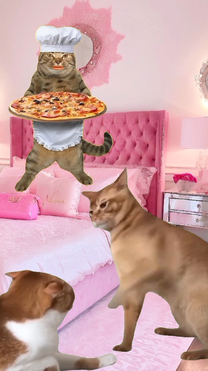 Kucing Lucu Berantem cat shorts YouTube Kucing Lucu Berantem cat shorts YouTube