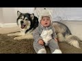 Surprising My Giant Malamute Dogs With A Baby Husky (CUTEST BABY EVER!!) (Bonus Milo Footage)